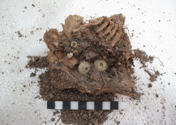Φωτό © Αρχείο ανασκαφής Λαζάρηδων - Το χώμα με τα οστά του μωρού και χάντρες από το περιδέραιο